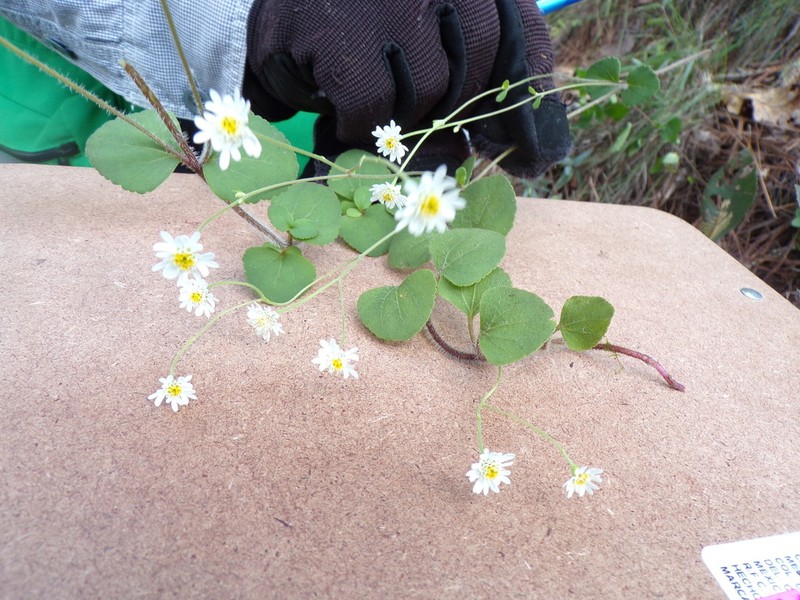 Microspermum gonzalezii photo 2