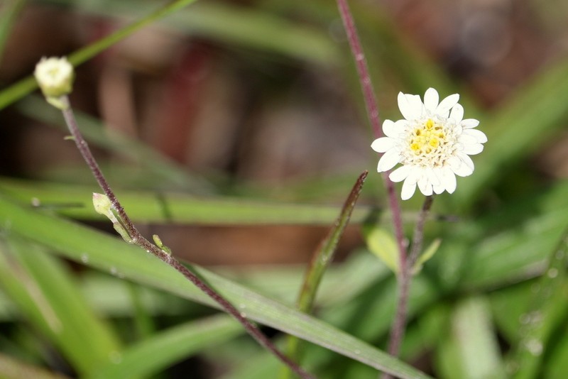 Microspermum gonzalezii photo 3