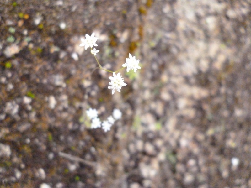 Microspermum gracillimum