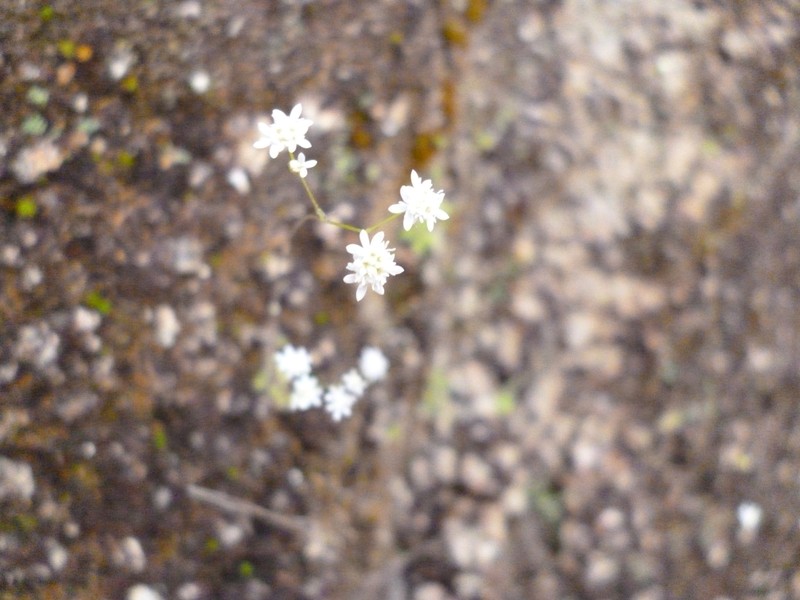 Microspermum gracillimum photo 2