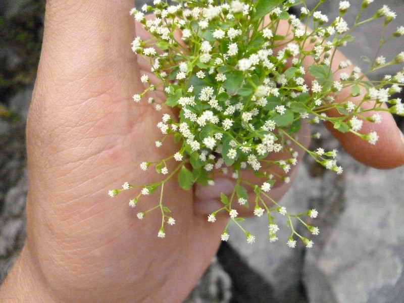 Microspermum michoacanum photo 2
