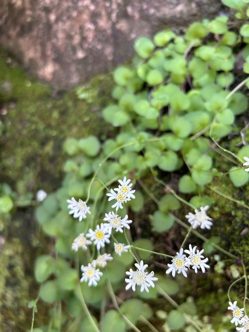 Microspermum nummulariifolium