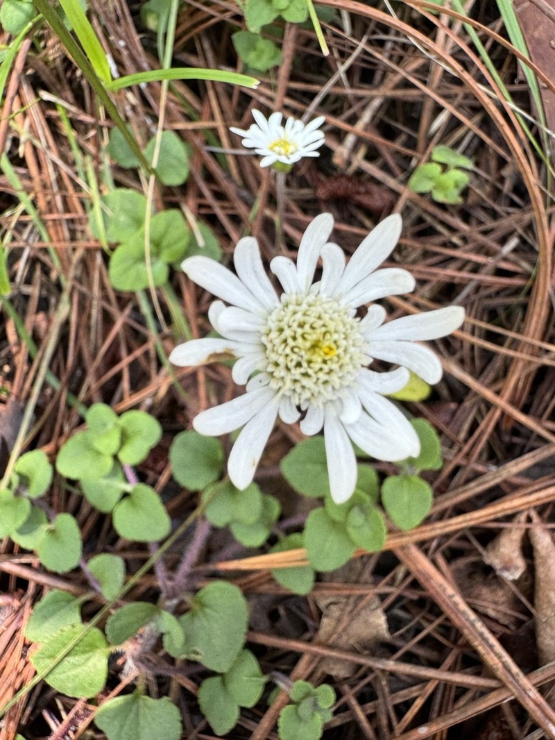 Microspermum nummulariifolium photo 2