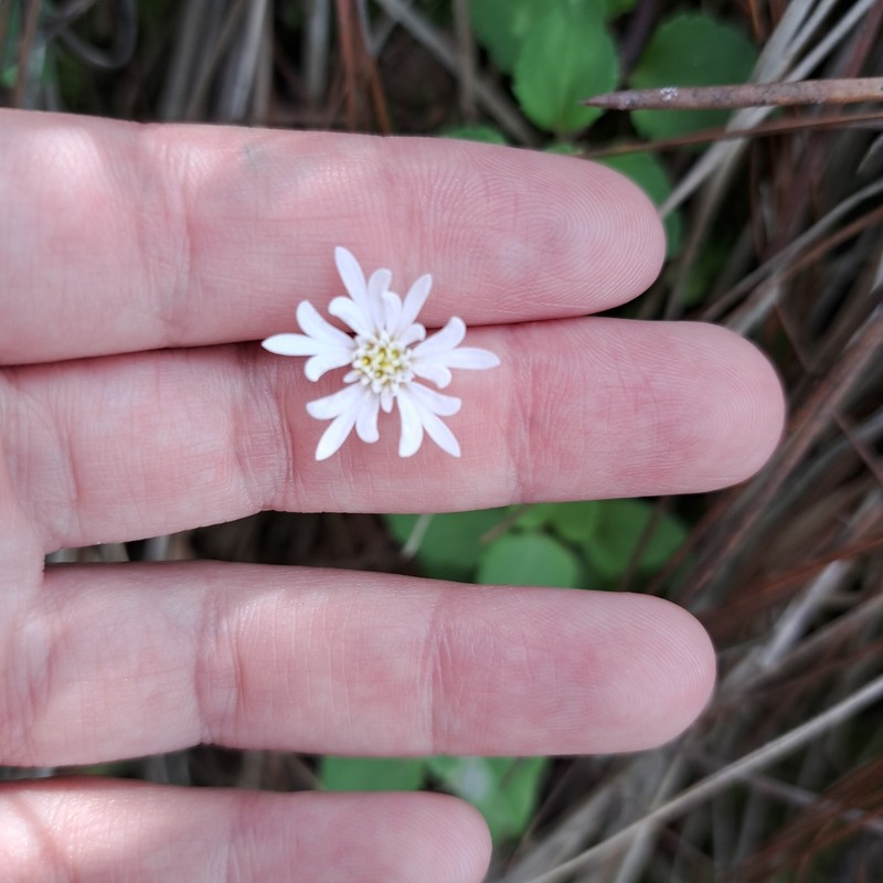 Microspermum nummulariifolium photo 3