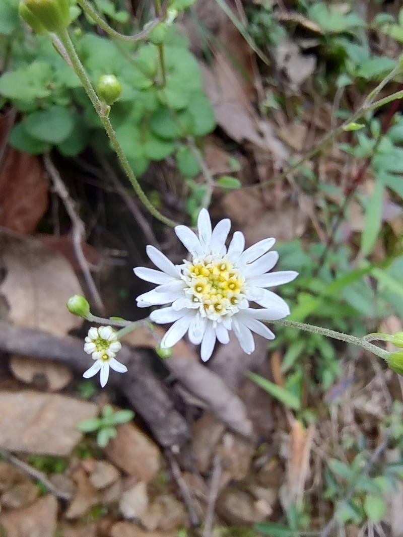 Microspermum nummulariifolium photo 4