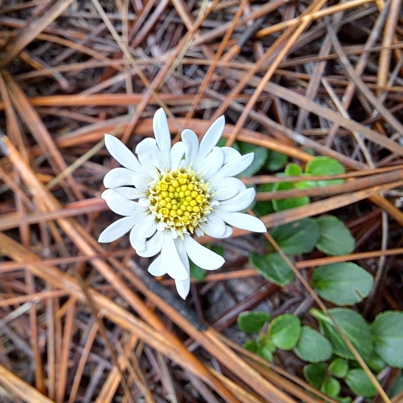 Microspermum nummulariifolium photo 5