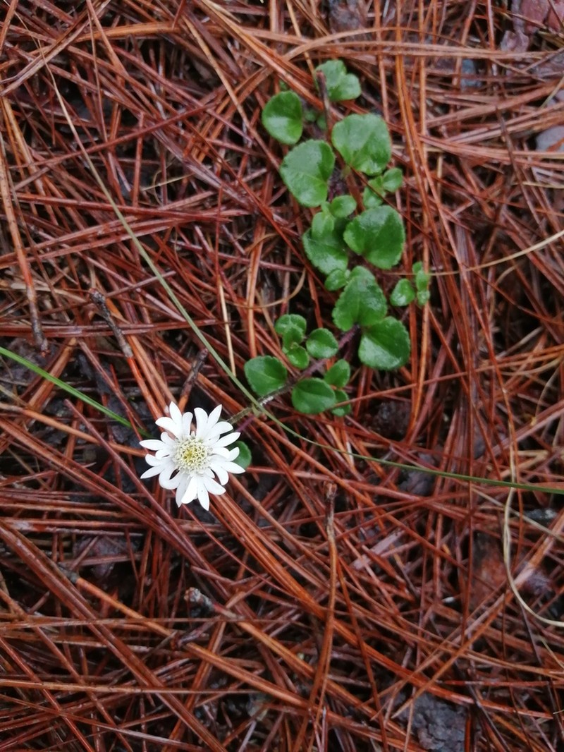 Microspermum nummulariifolium photo 6