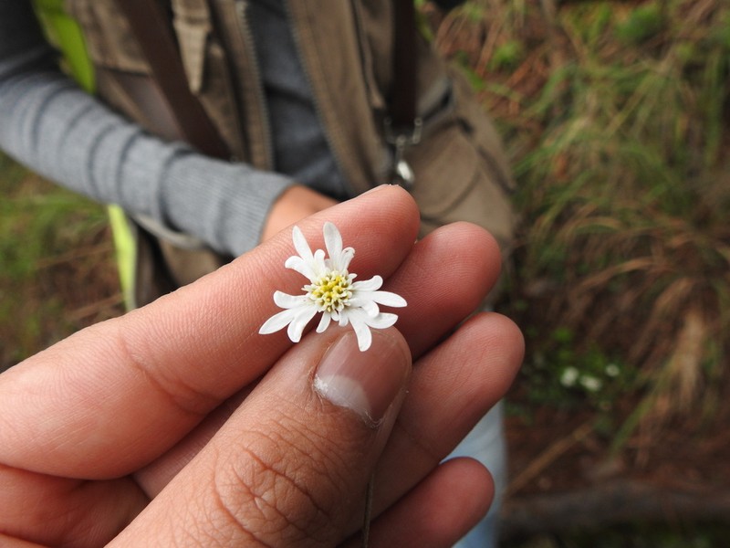 Microspermum nummulariifolium photo 7