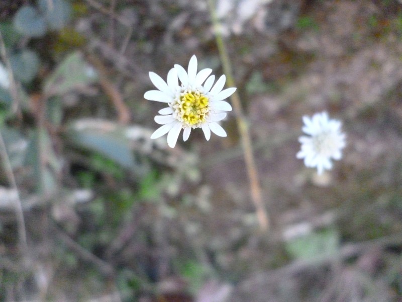 Microspermum nummulariifolium photo 8