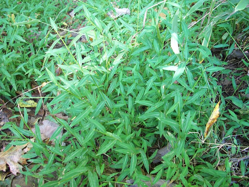 Nepalese Browntop photo 6
