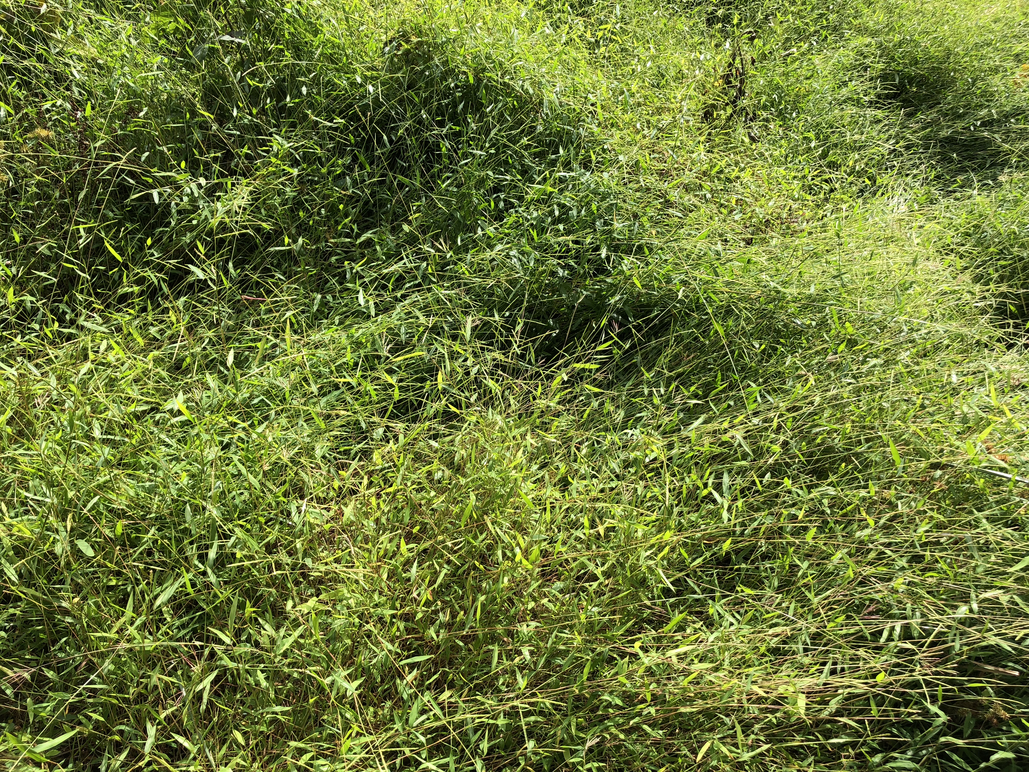 Nepalese Browntop photo 8