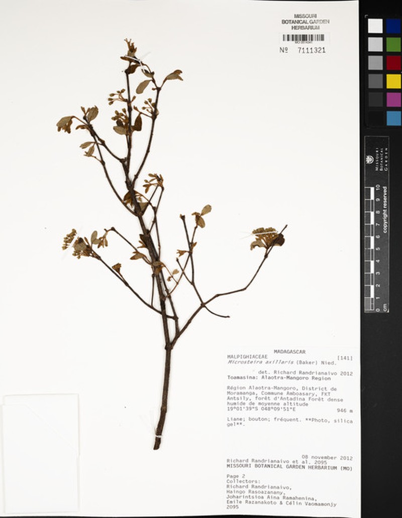 Microsteira axillaris