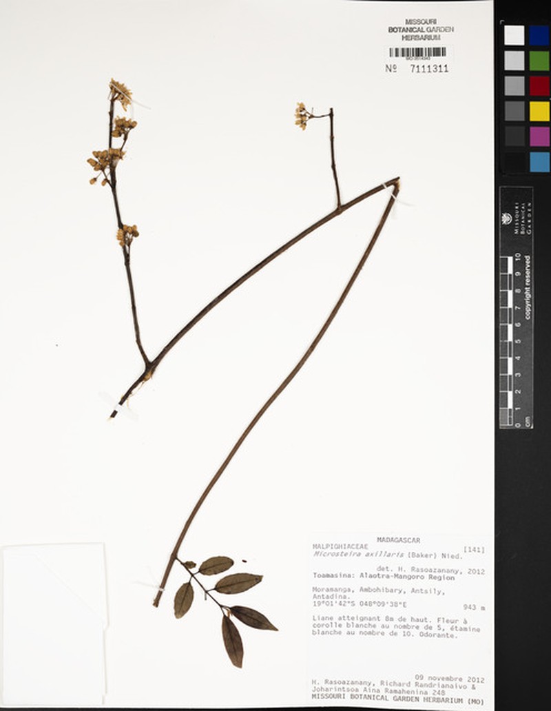 Microsteira axillaris photo 2