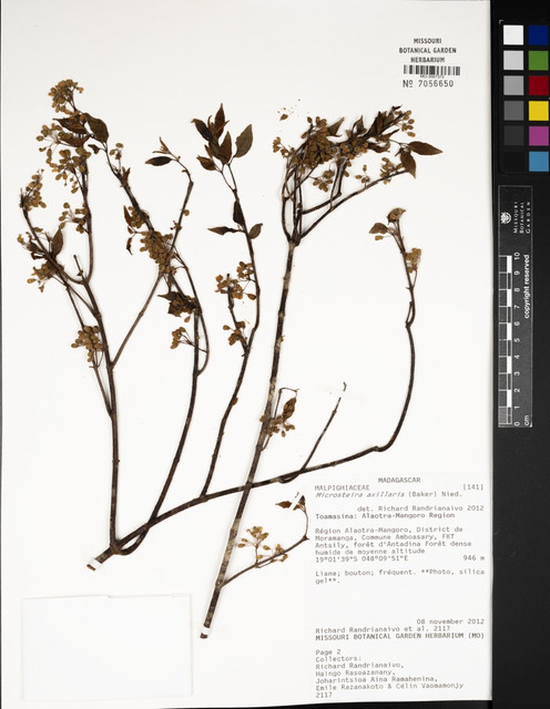 Microsteira axillaris photo 3