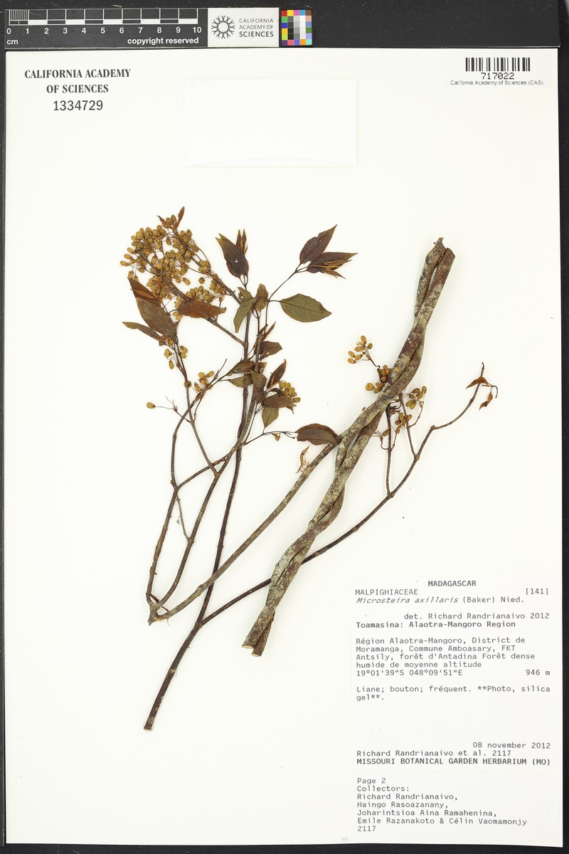 Microsteira axillaris photo 4