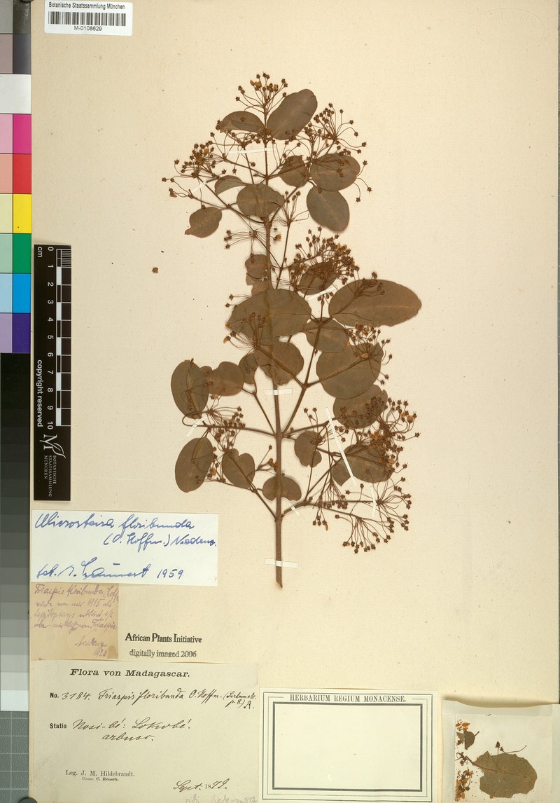 Microsteira floribunda
