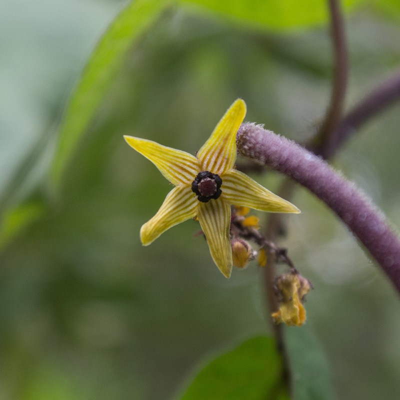 Microstelma chrysanthum