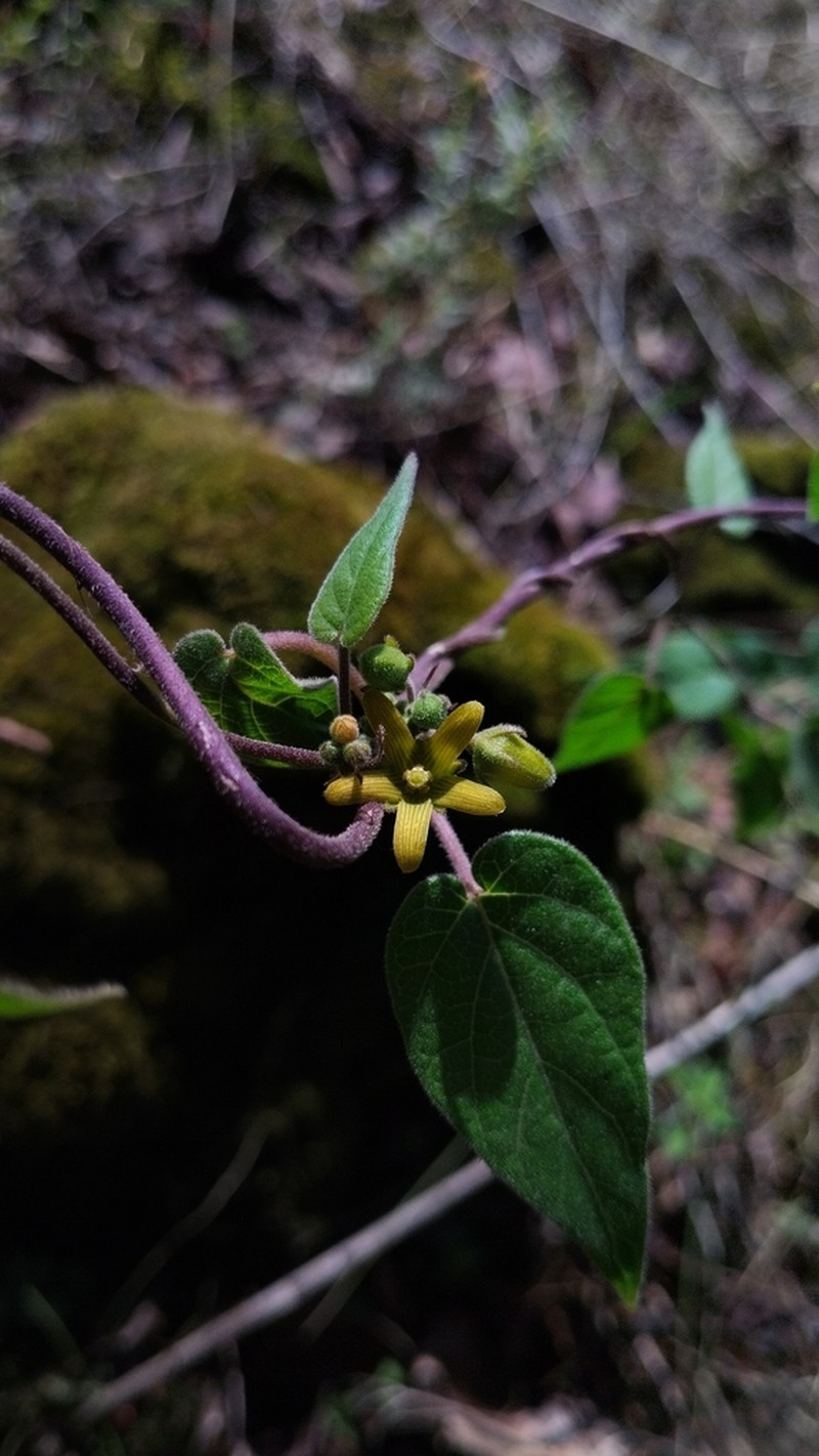 Microstelma chrysanthum photo 2