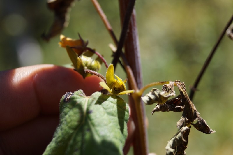 Microstelma chrysanthum photo 3