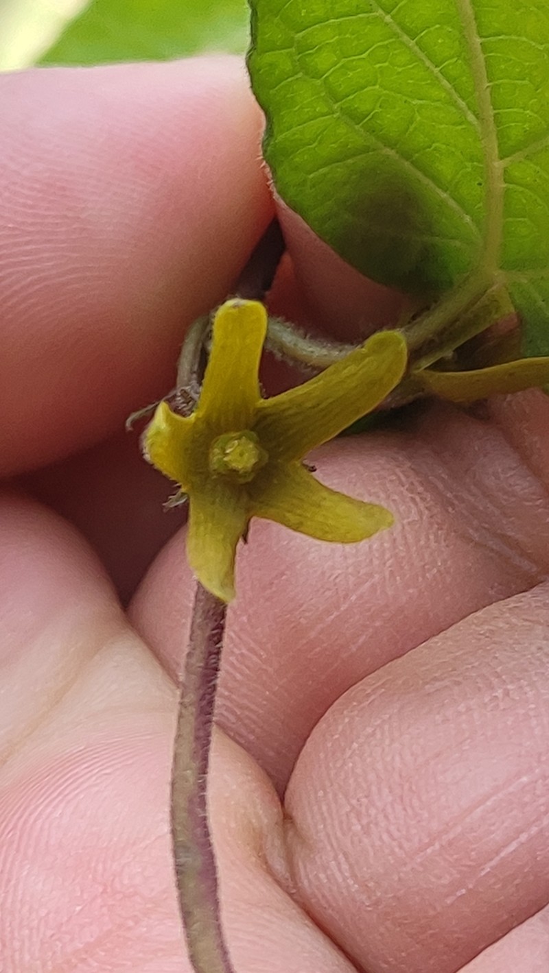 Microstelma chrysanthum photo 5
