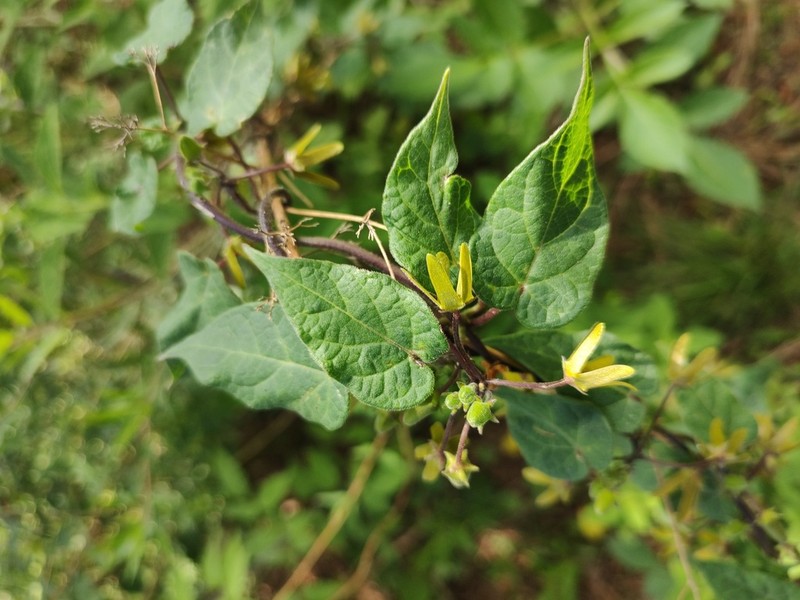 Microstelma chrysanthum photo 7