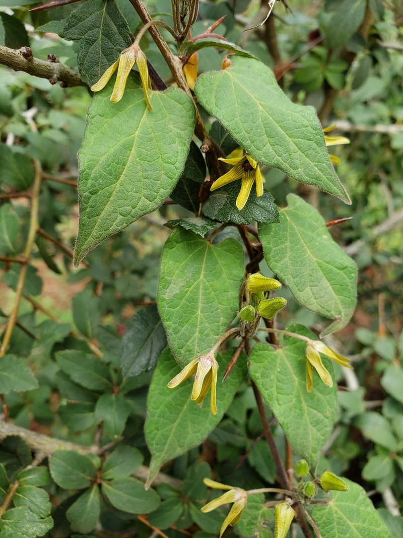 Microstelma chrysanthum photo 8