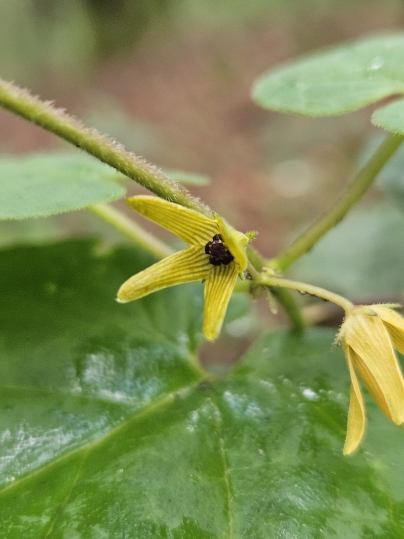 Microstelma jimenezii