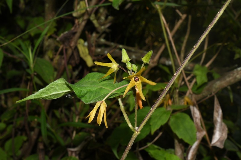 Microstelma jimenezii photo 2