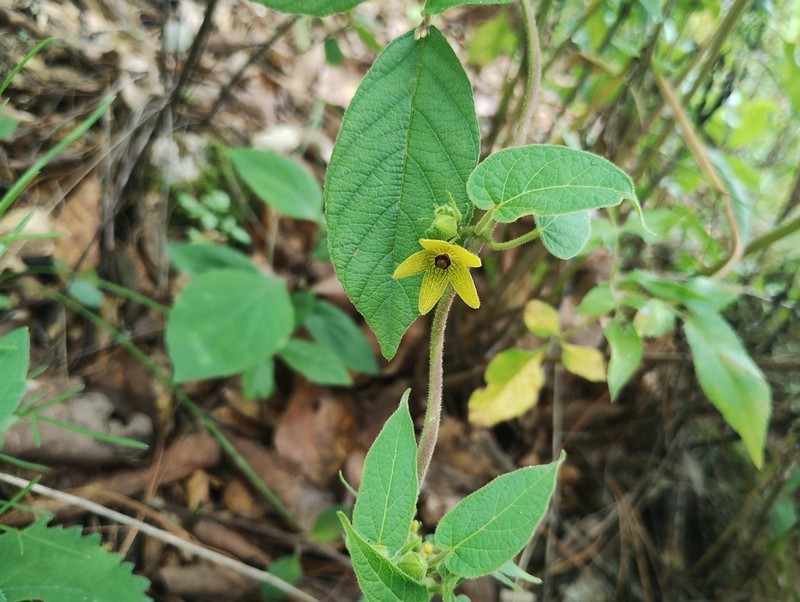 Microstelma tenorioi