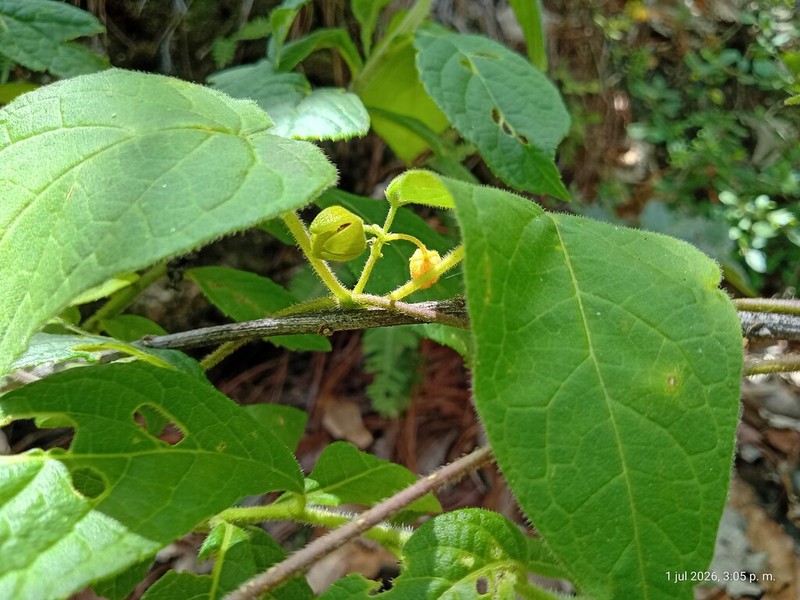 Microstelma tenorioi photo 2