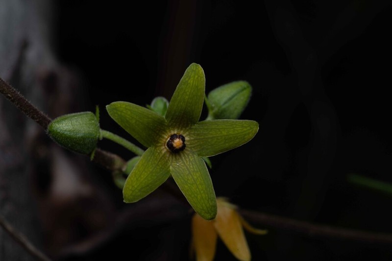 Microstelma tenorioi photo 3