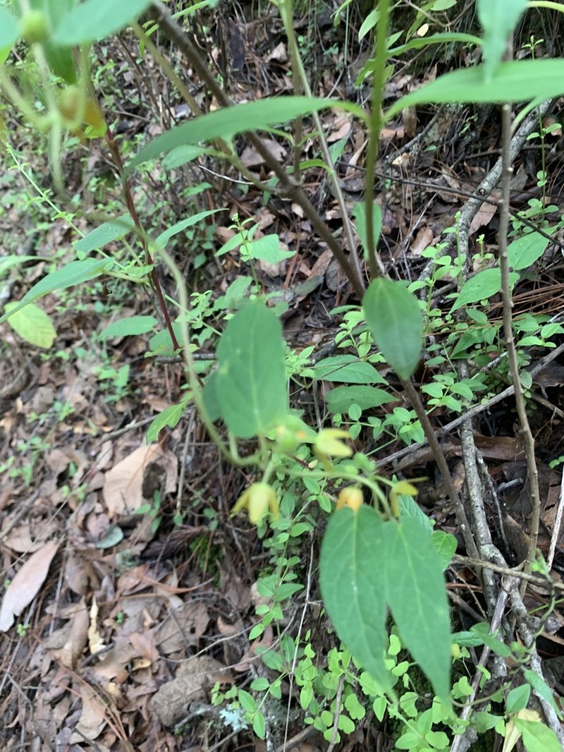 Microstelma tenorioi photo 4