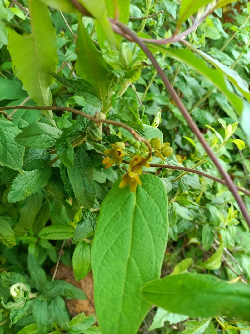 Microstelma tenorioi photo 5