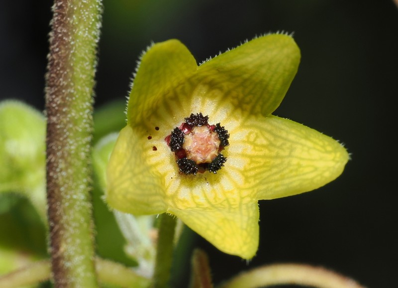 Microstelma tenorioi photo 6