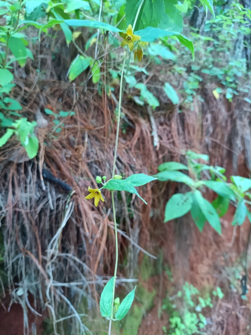 Microstelma tenorioi photo 7