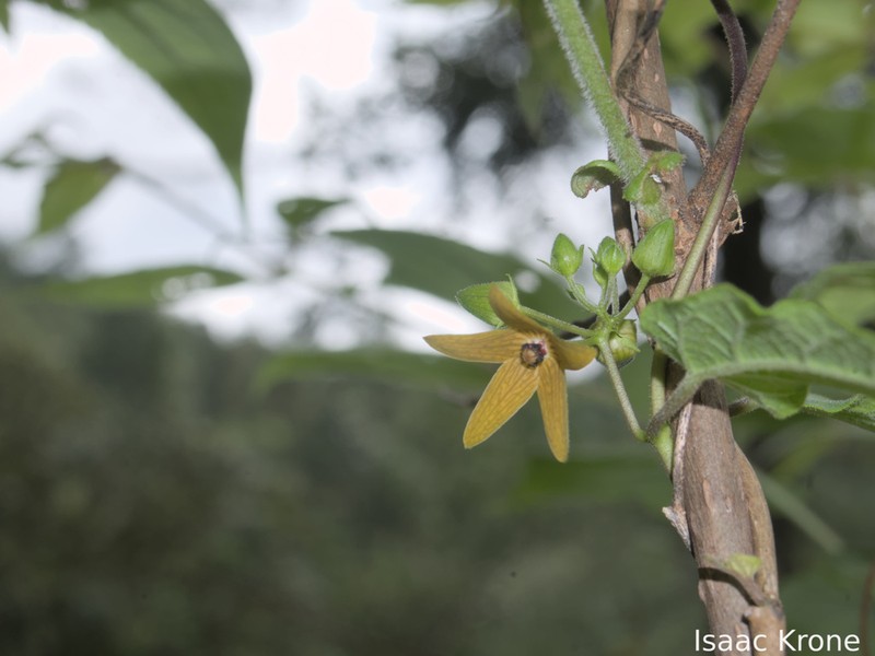 Microstelma tenorioi photo 8