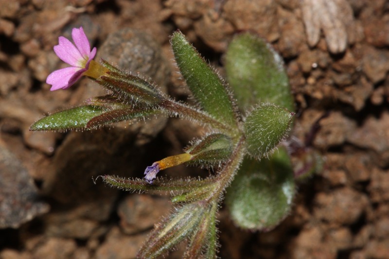 Slender Phlox