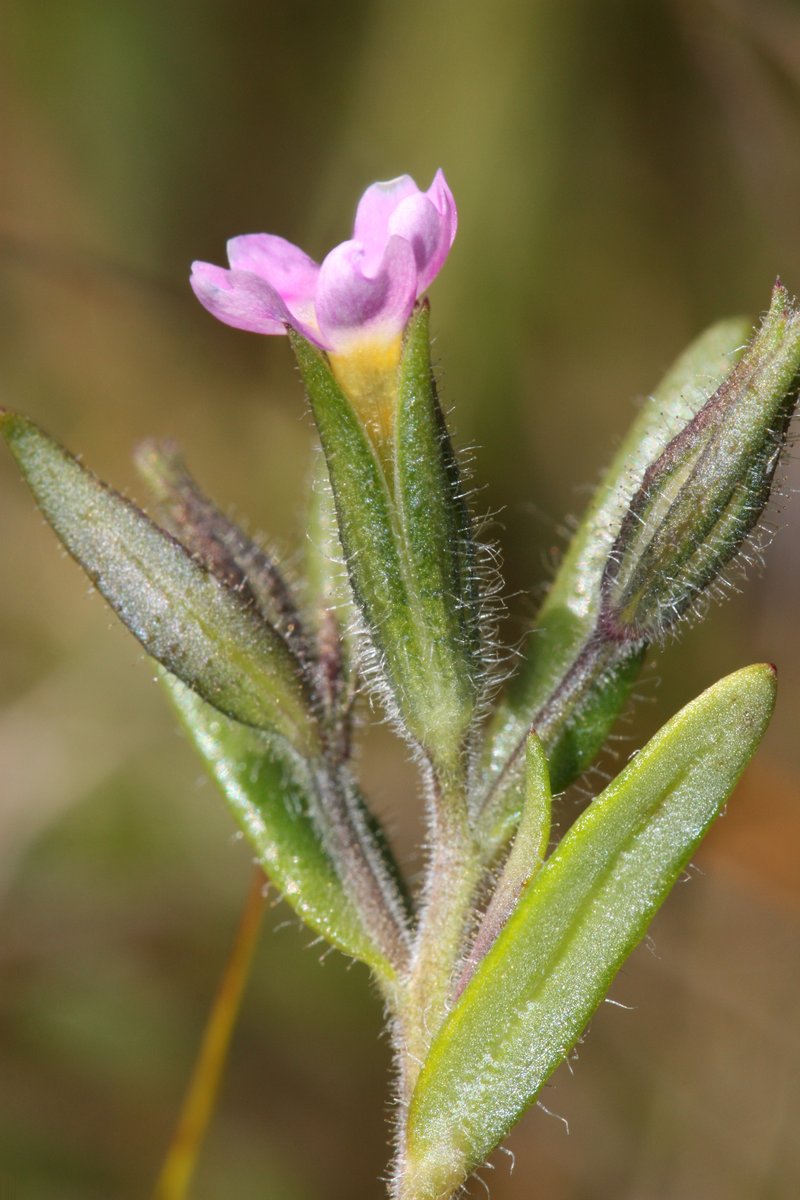 Slender Phlox photo 8