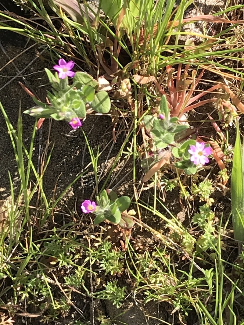Slender Phlox photo 3