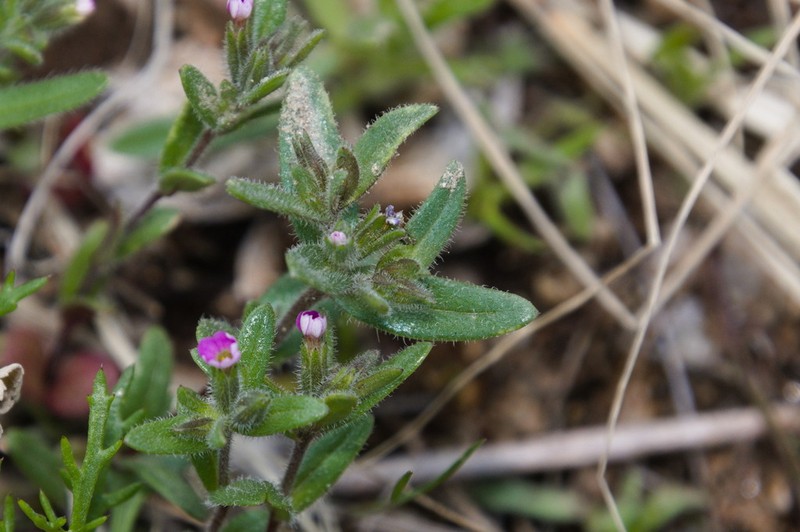 Slender Phlox photo 4