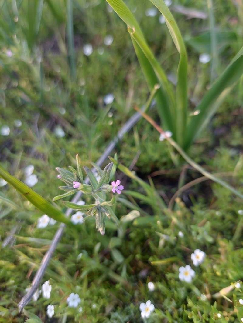 Slender Phlox photo 5