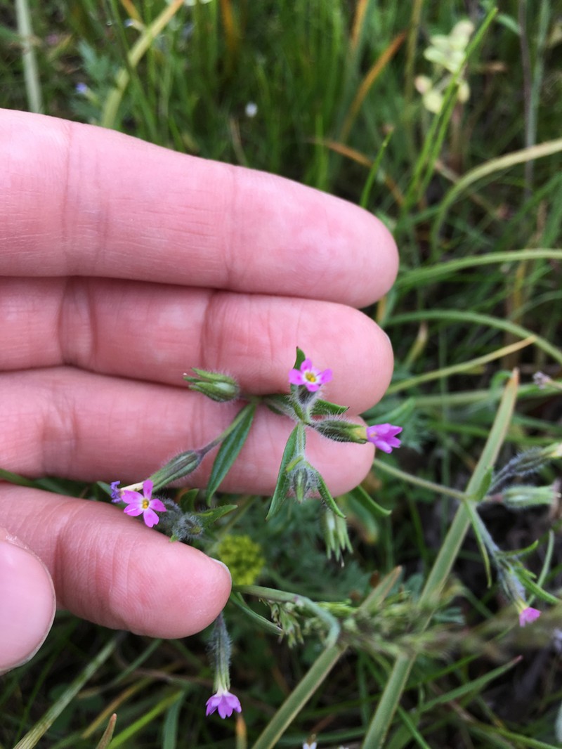 Slender Phlox photo 6