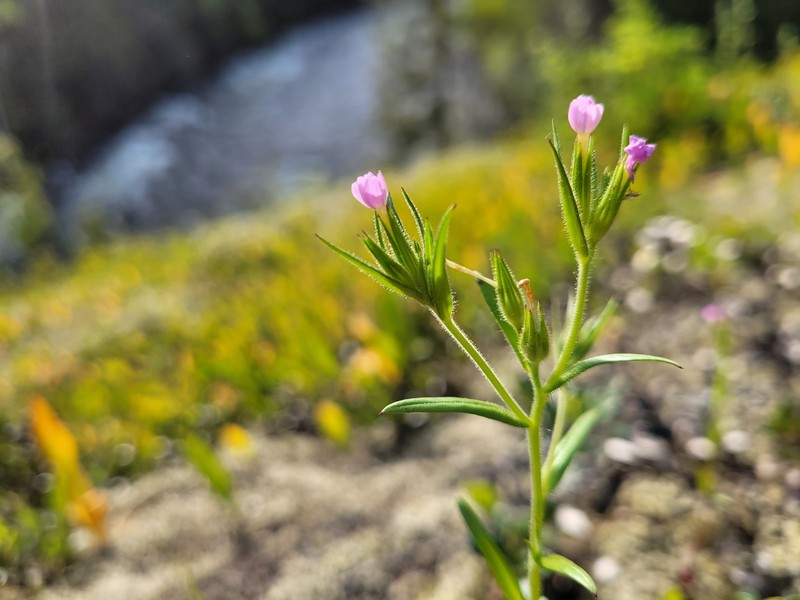 Microsteris gracilis var. gracilis