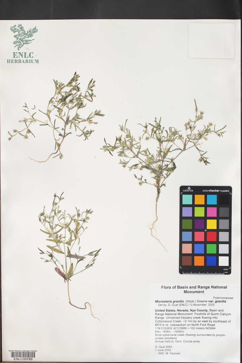 Microsteris gracilis var. gracilis photo 2