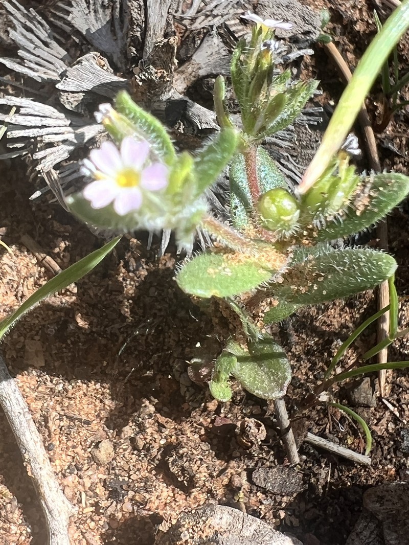 Microsteris gracilis var. humilior