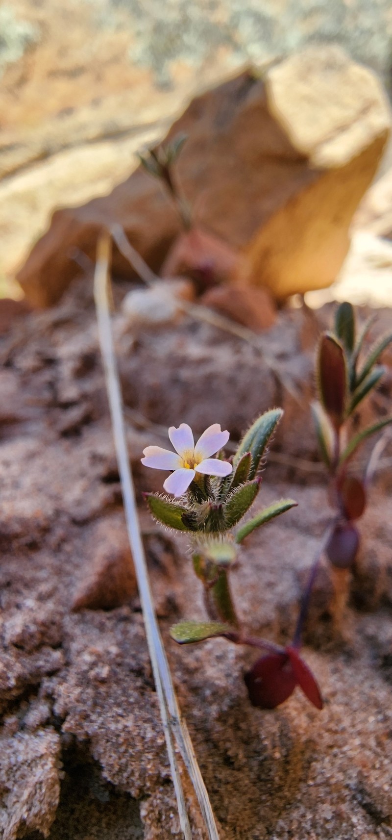 Microsteris gracilis var. humilior photo 2