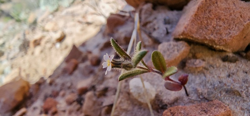 Microsteris gracilis var. humilior photo 3