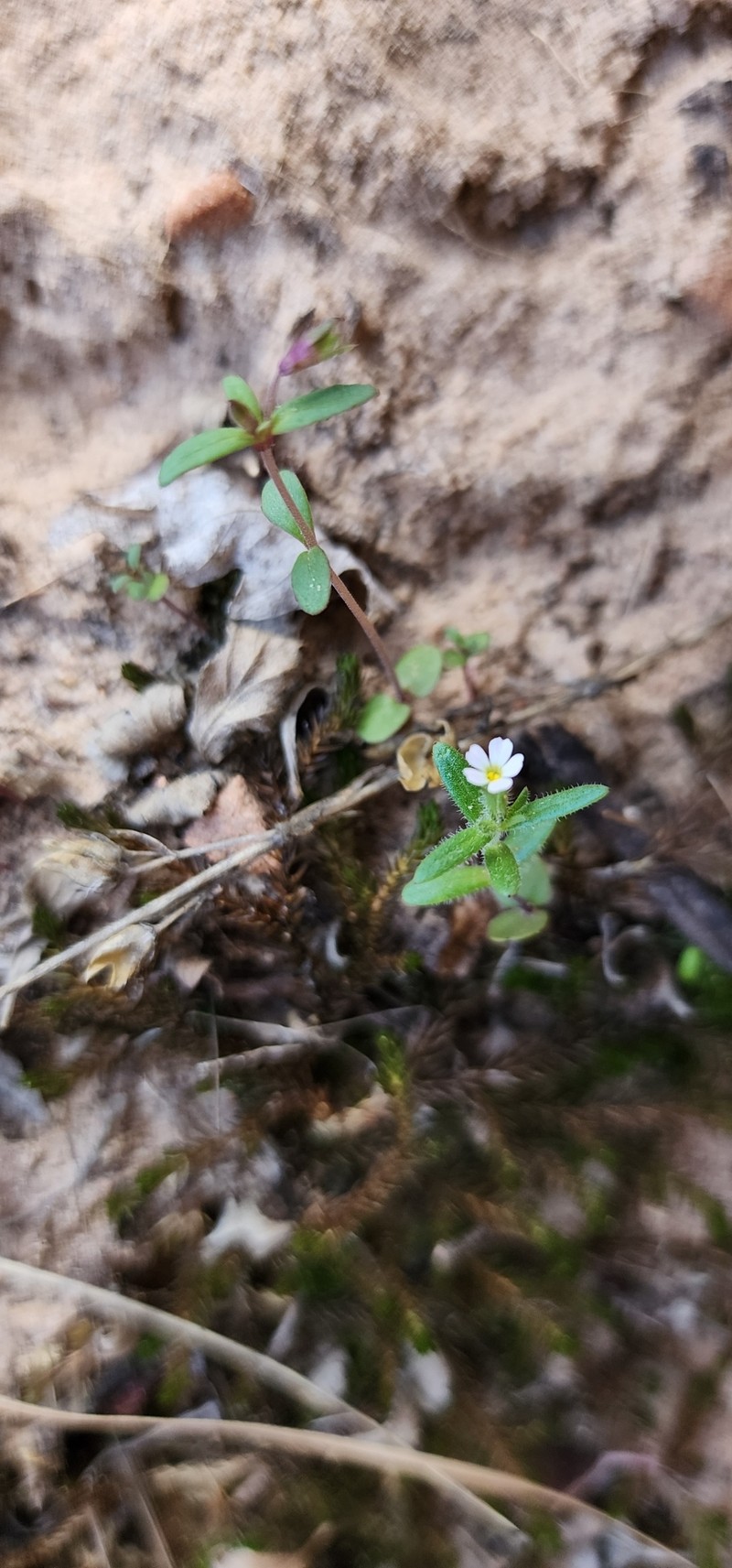 Microsteris gracilis var. humilior photo 4