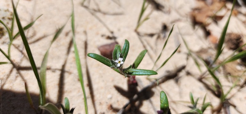 Microsteris gracilis var. humilior photo 5
