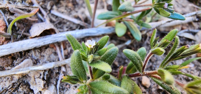 Microsteris gracilis var. humilior photo 6